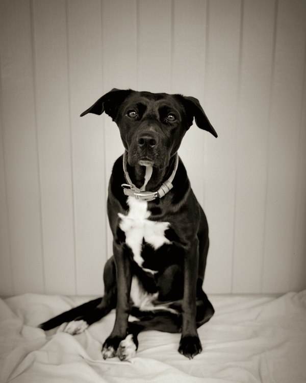 The Hound