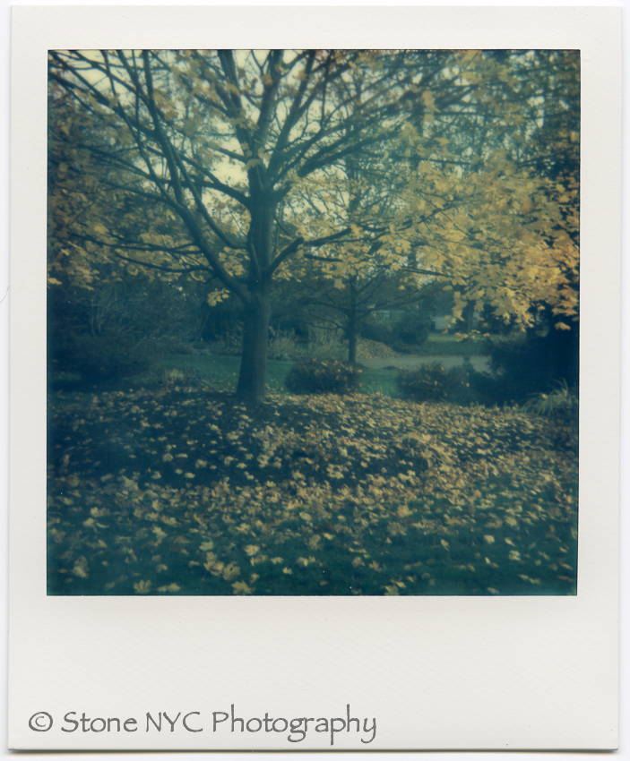 The Impossible Autumn Tree