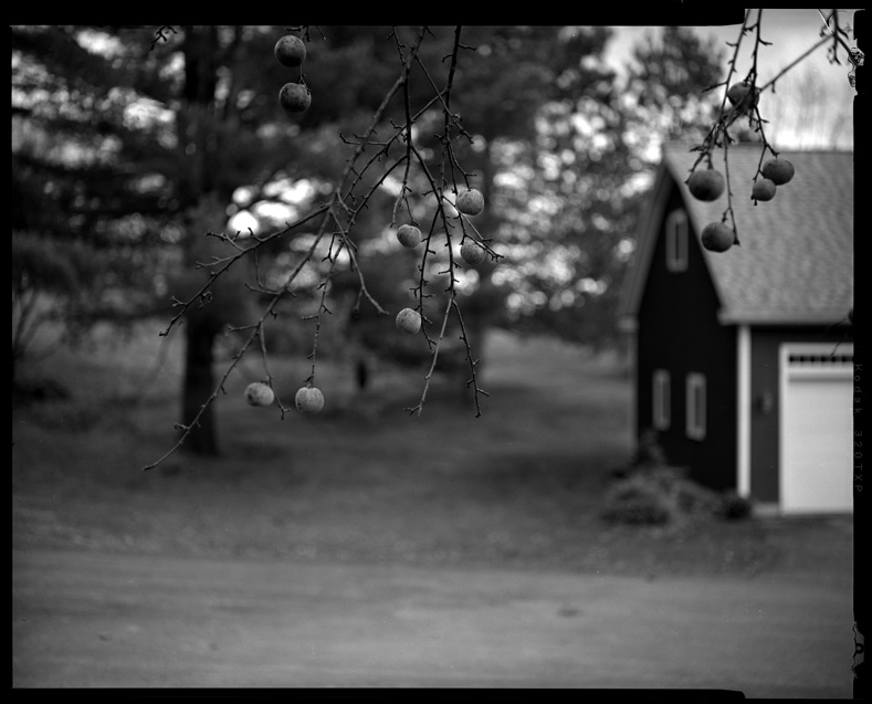 The Last Apples