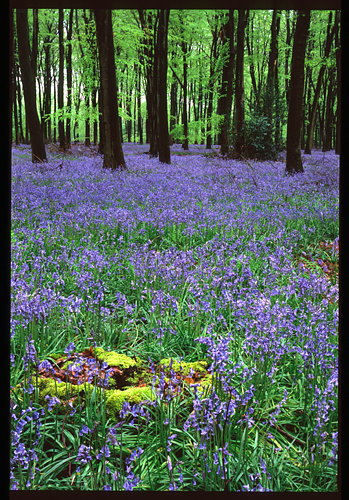 The last bluebells, I promise