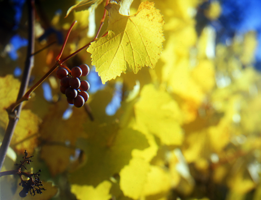The Last Grapes, MSA