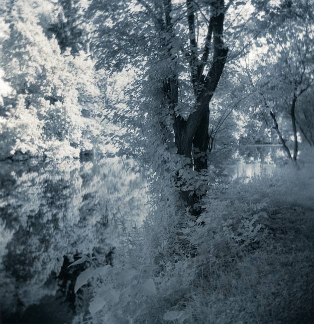 The Last Pond