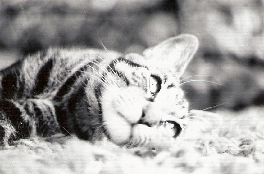 The Late Great Pippin Magnificat!