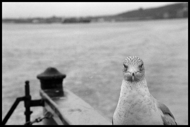 the look