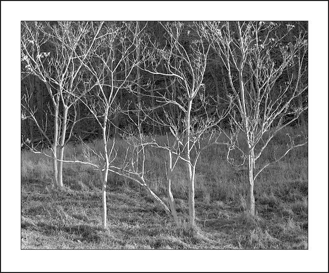 The Lyricism of Winter Trees