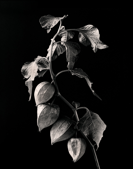 The Measure of Leaves