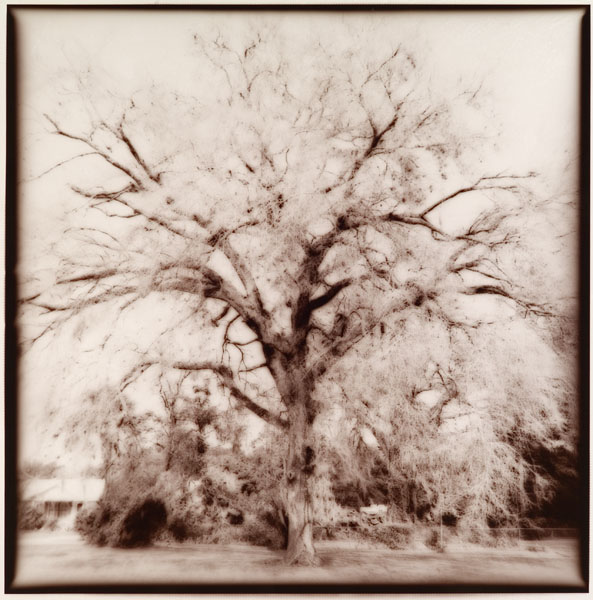 The Memory of Trees