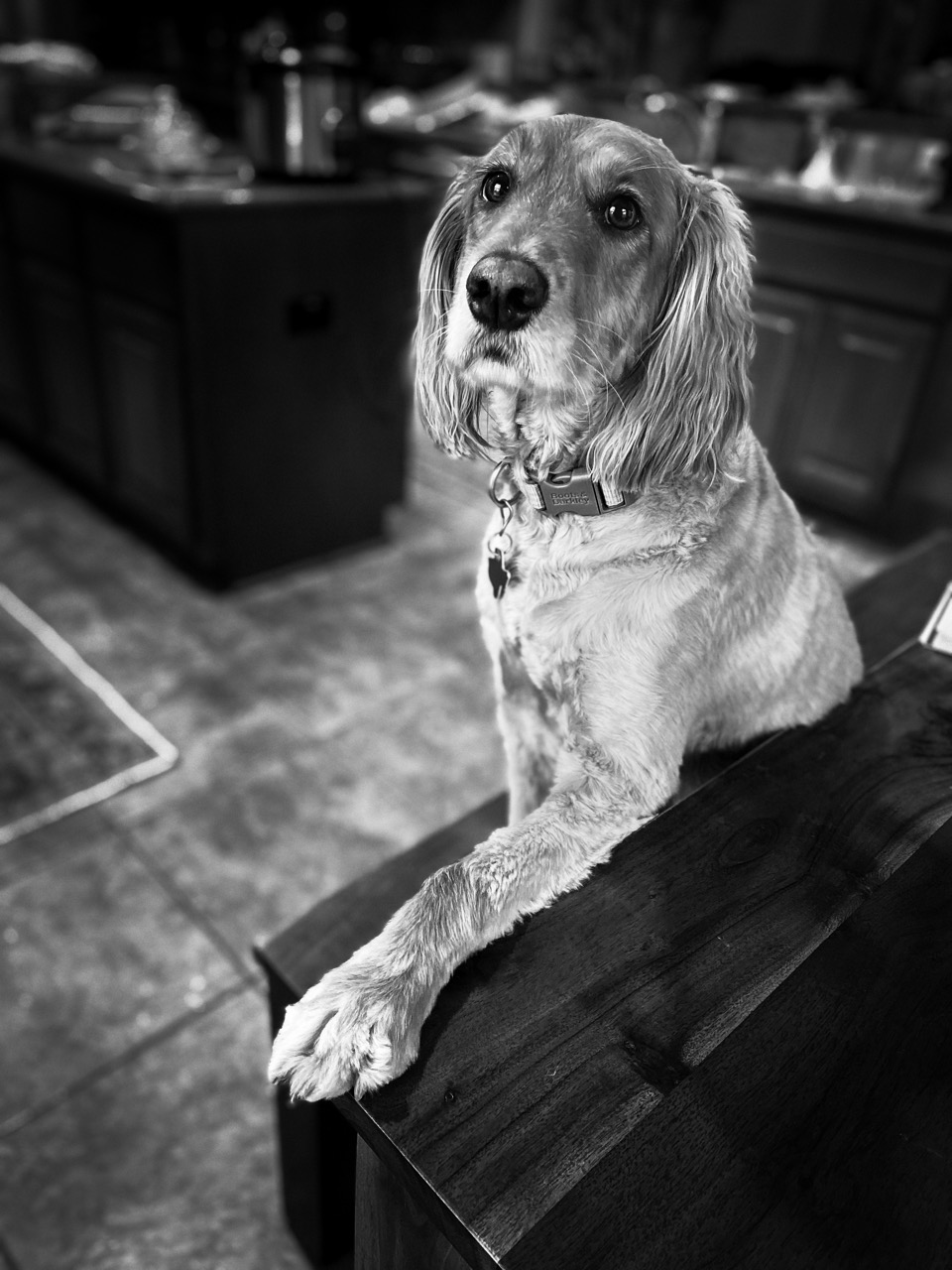 The most interesting dog in the world.