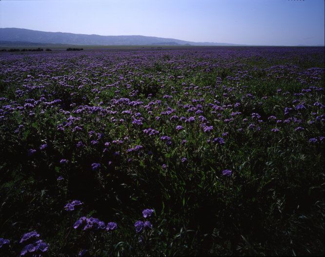 The Mountains And The Purple Majesty