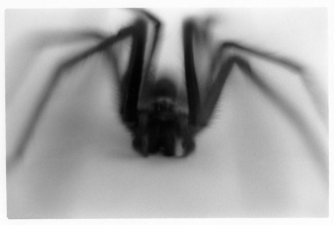 The noiseless patient spider...