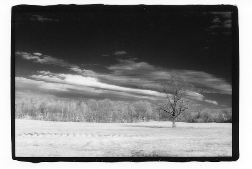 The Obligatory Lonely Tree