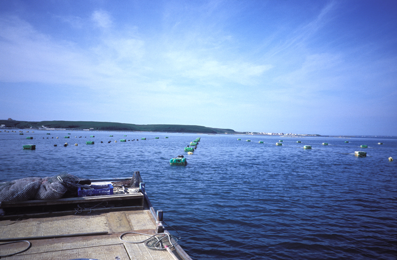 The ocean farm in PongHung