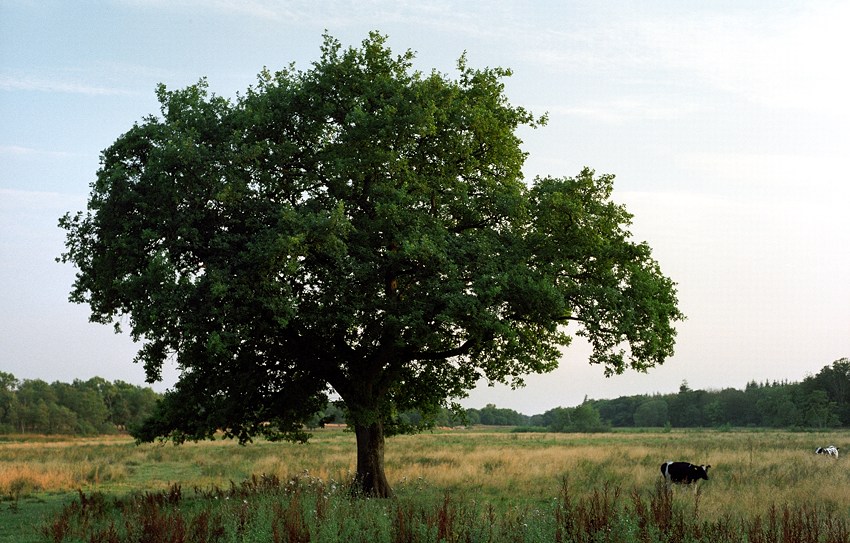 The old oak