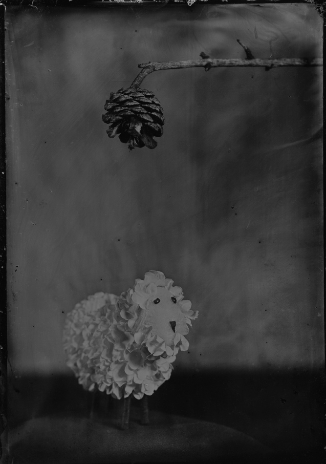 The Pinecone of Relativity Anoints Roscoe the Sheep