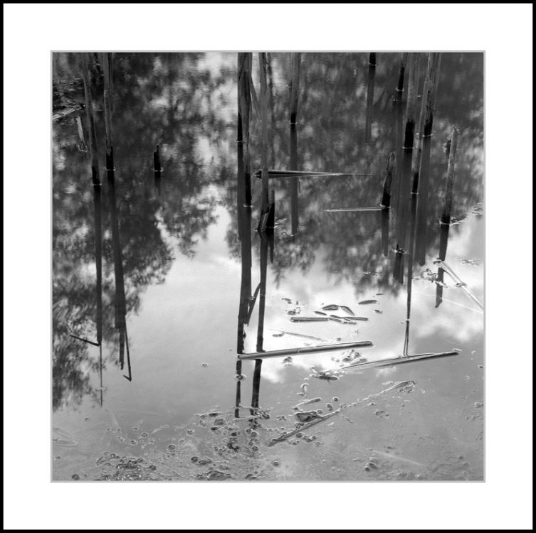 The Pond