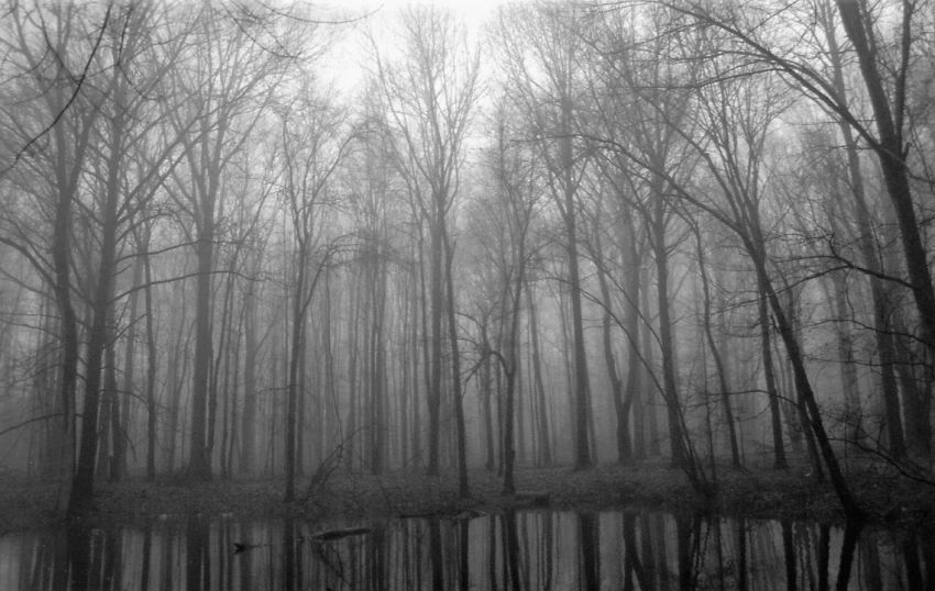 The Quiet Pool in Fog