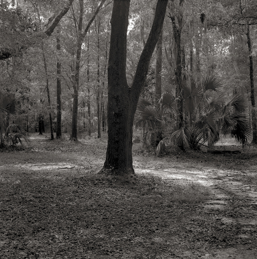 the &quot;Y&quot; tree