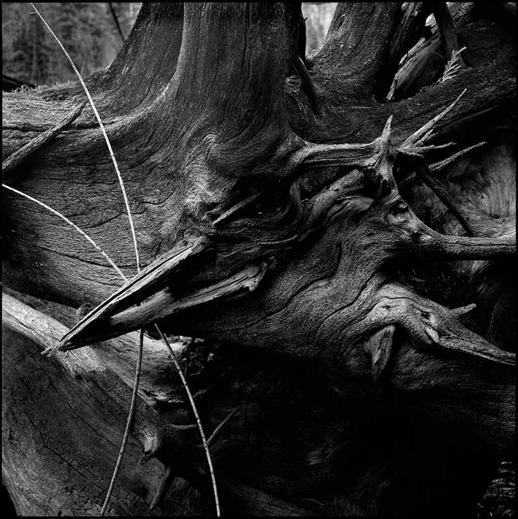 The Raven