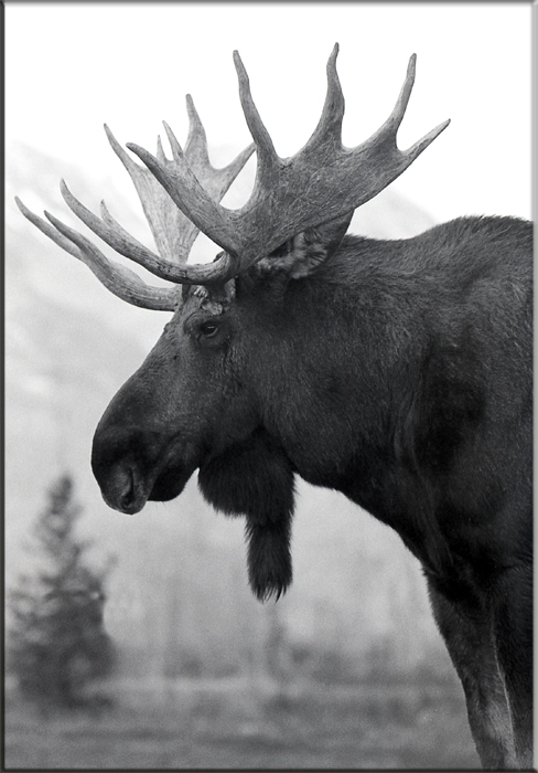 The Rut