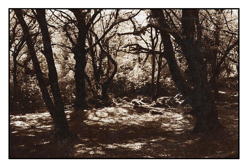 The Sacred Grove