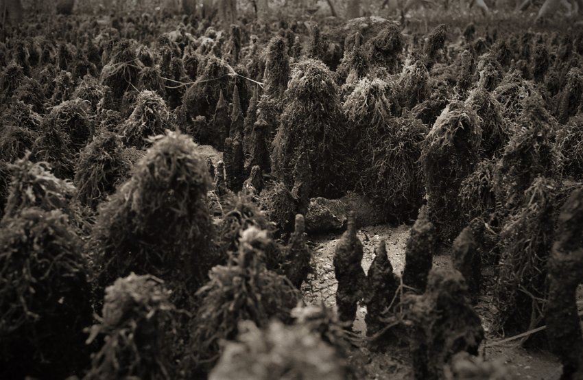 The Sea Weed People