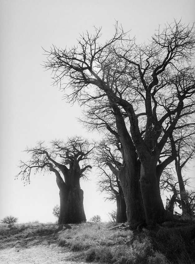 The Seven Sisters, Ntwetwe Pan, Botswana