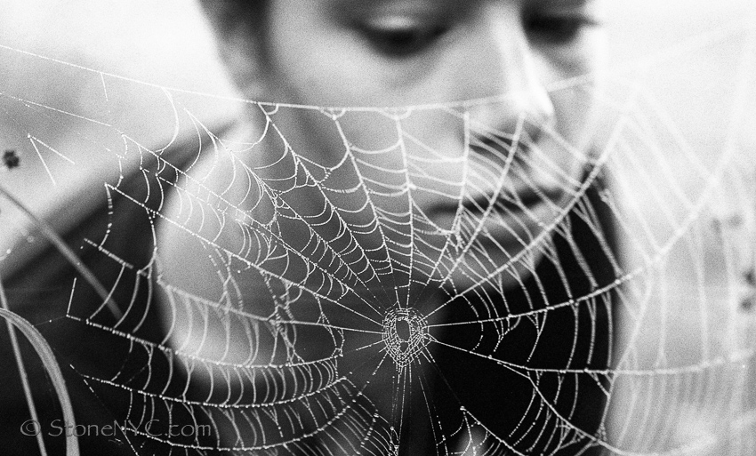 The Spider Queen finally at Home