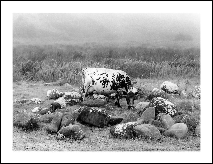 THE SPOTTED COW