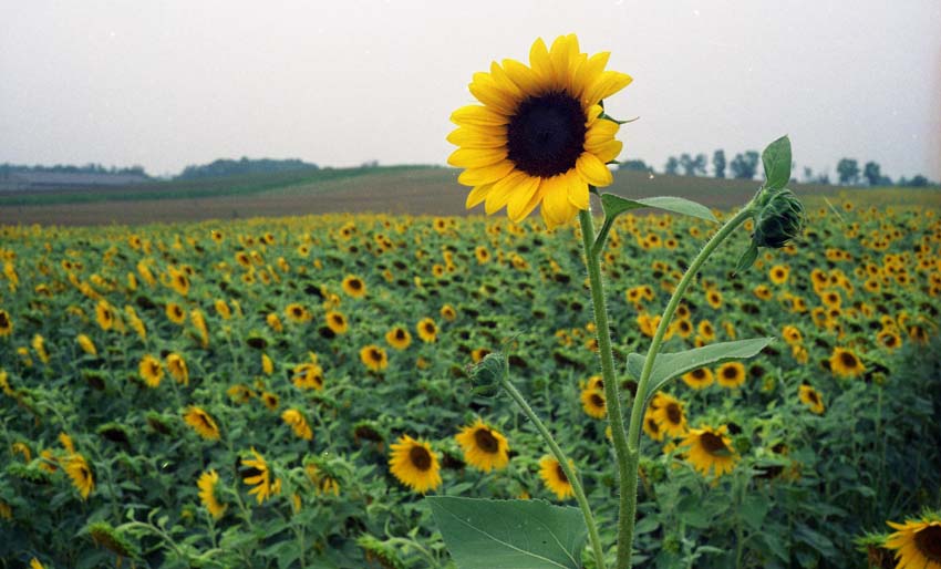 The Sunflower