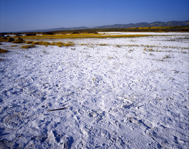 The Tenacious Goldfields Of Soda Lake