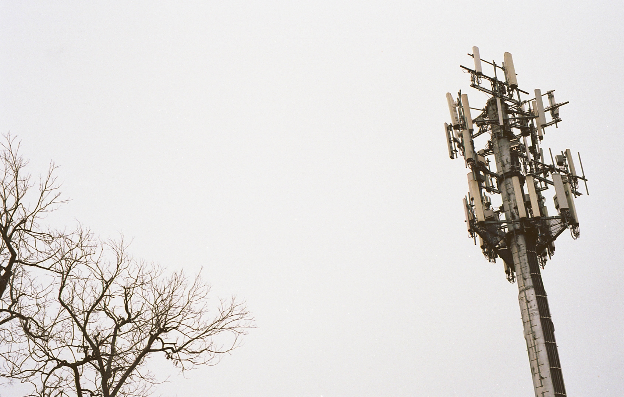 The Tower And The Tree