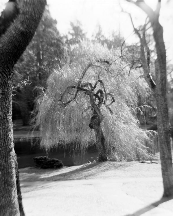 The tree and ducks