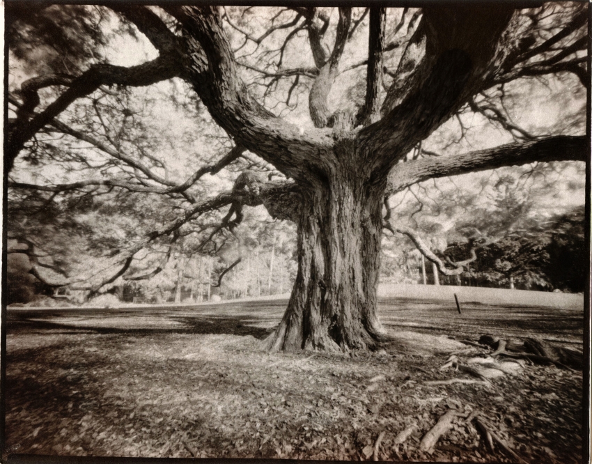 The Tree in the Woods