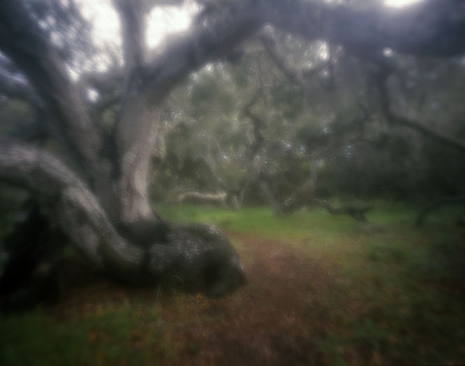 The Tree Is The Trail