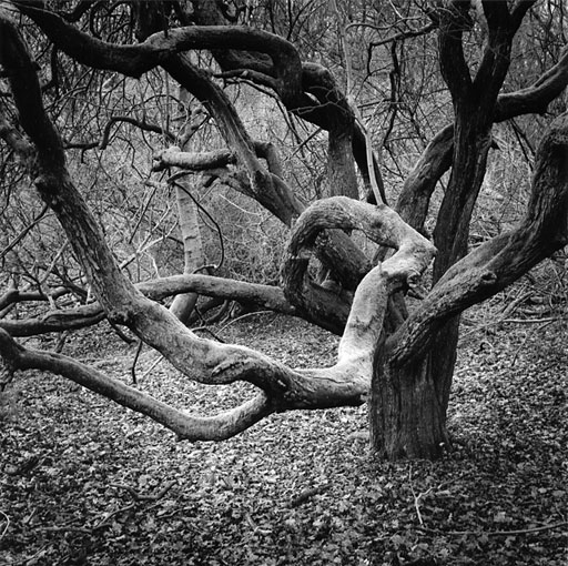 The Tree