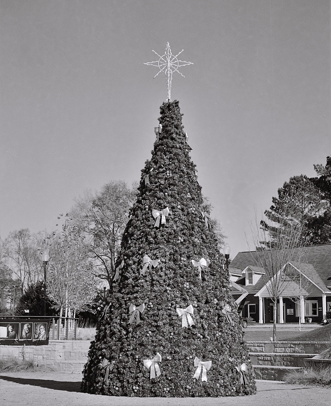 The tree