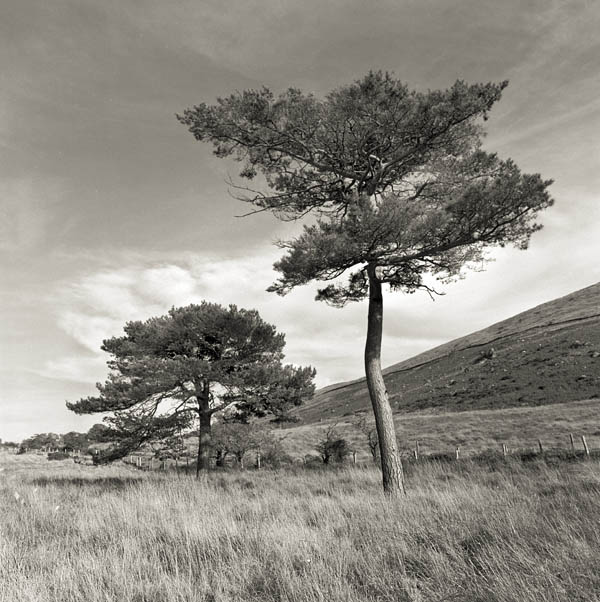 The Trees