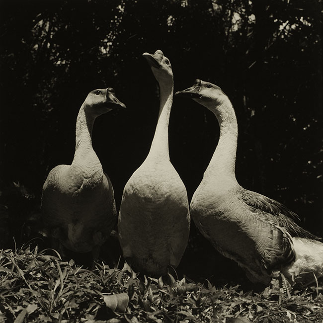 The Visitors