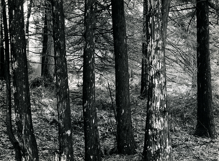 The White Pines