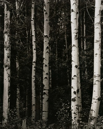 The Wood