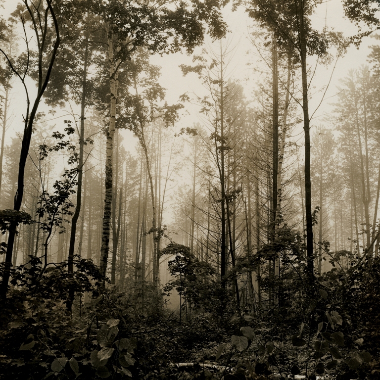 The Wood