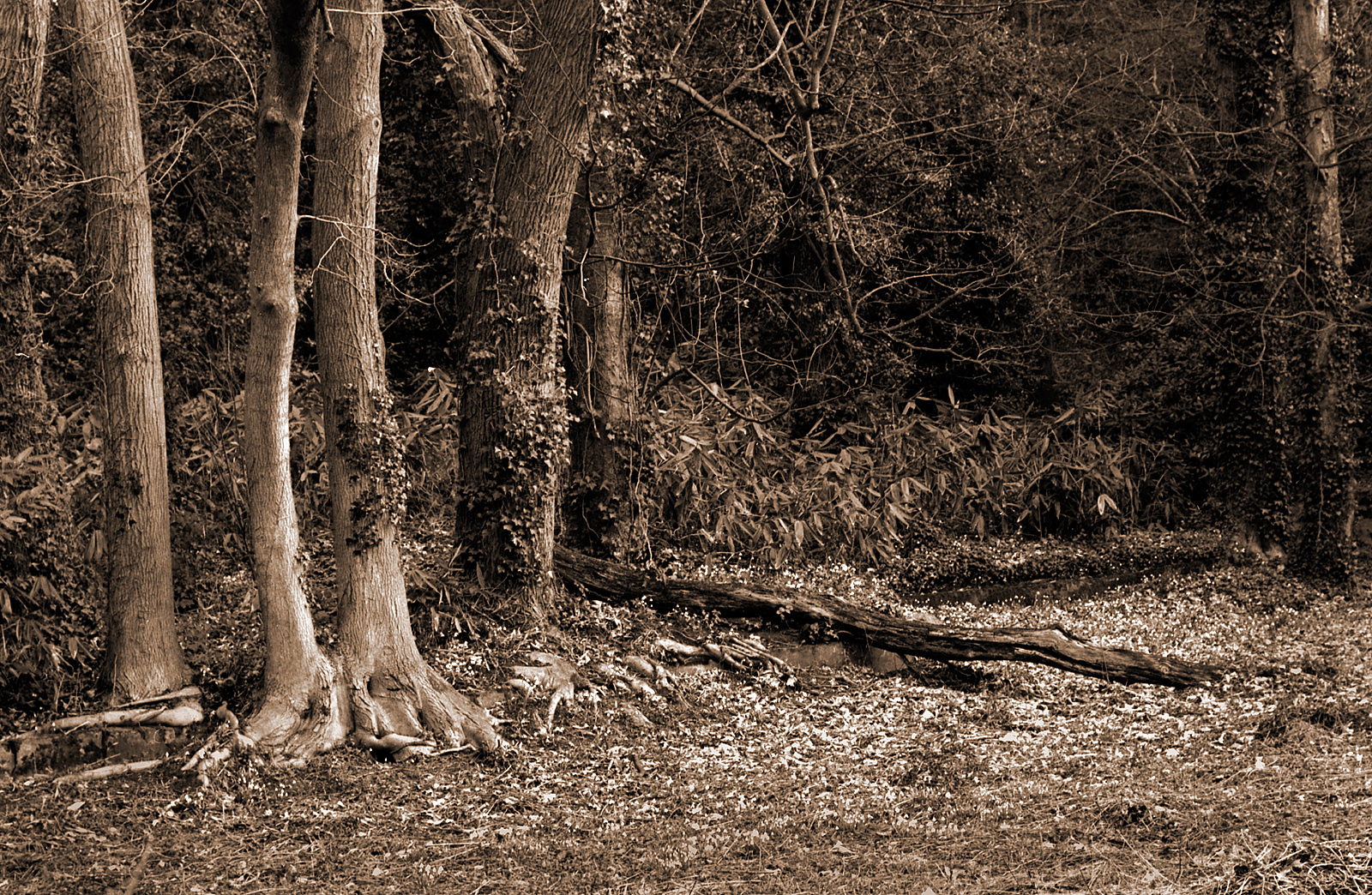 THE WOODLAND