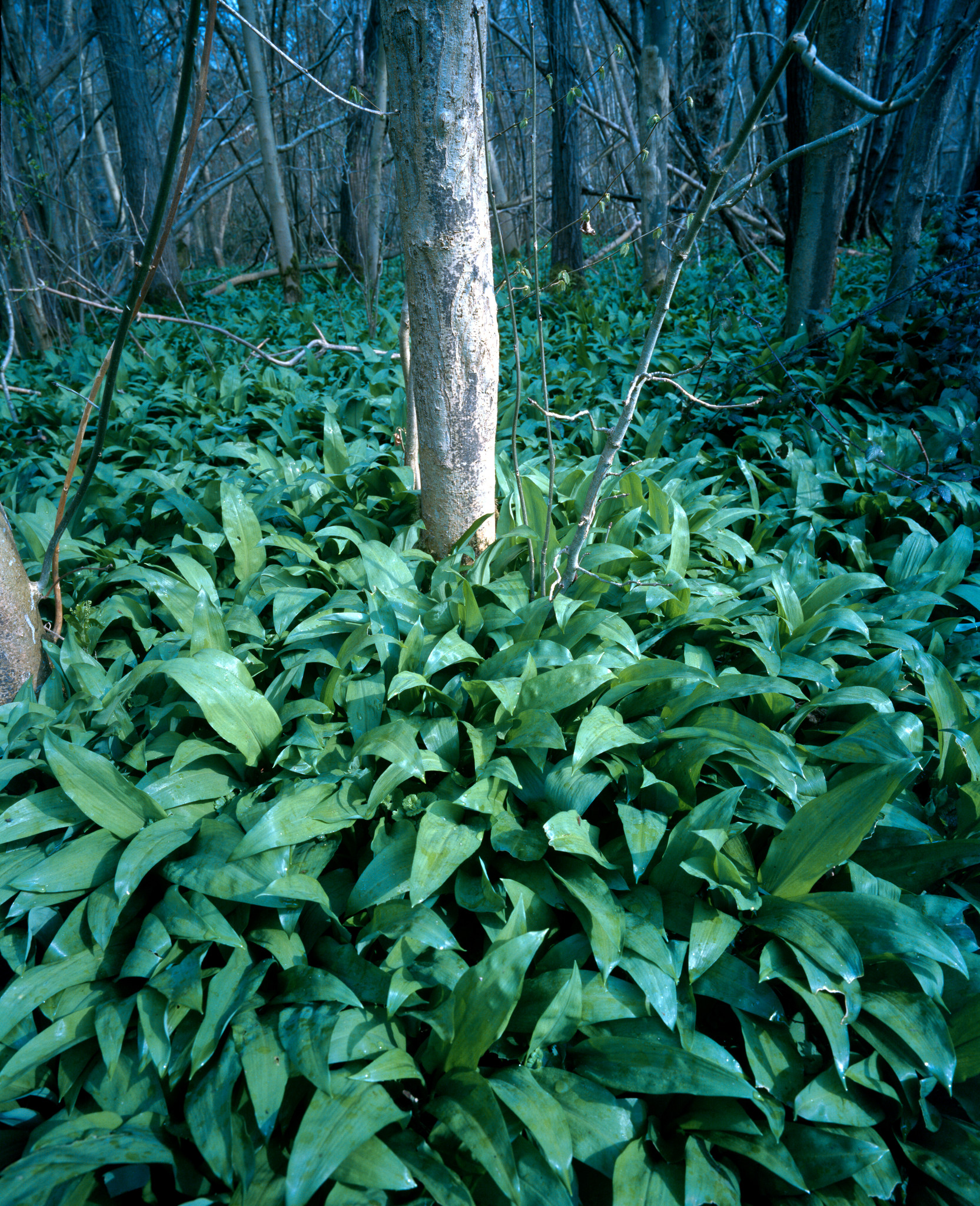 The woods in colour