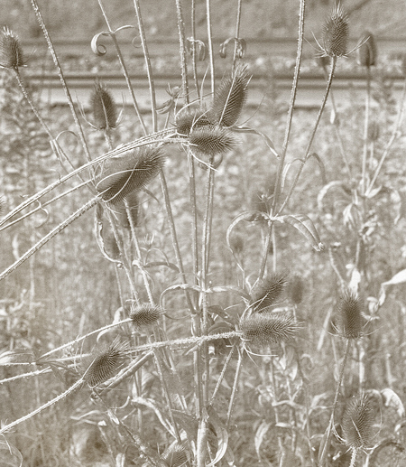 thistle and rail