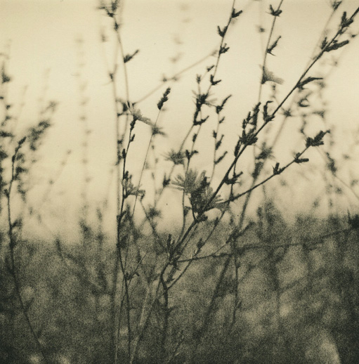 Thistle