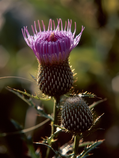 Thistle