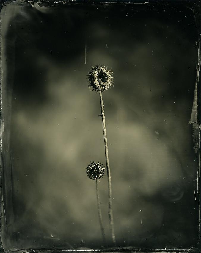 Thistle