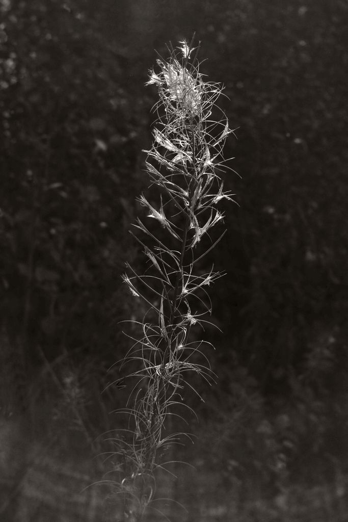 "Thistle"