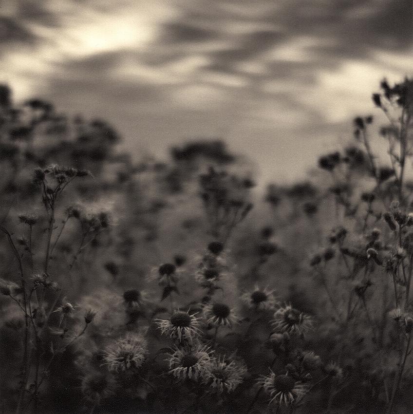 Thistles