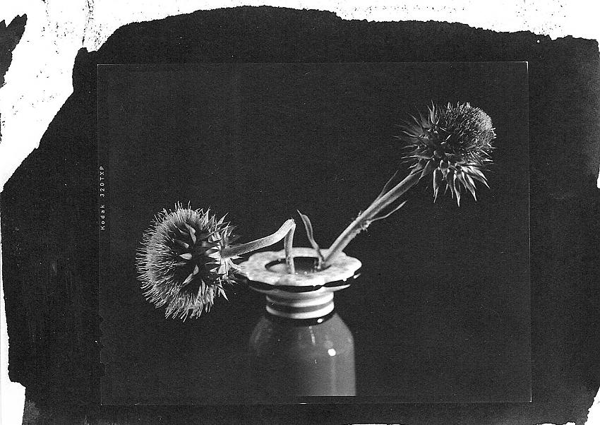 thistles
